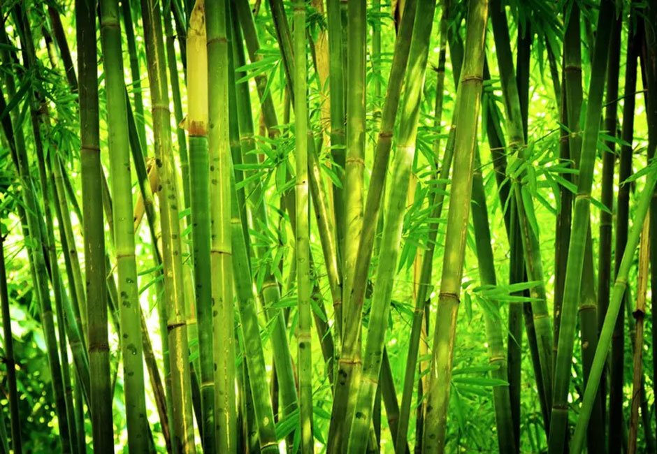 bamboo for privacy screening